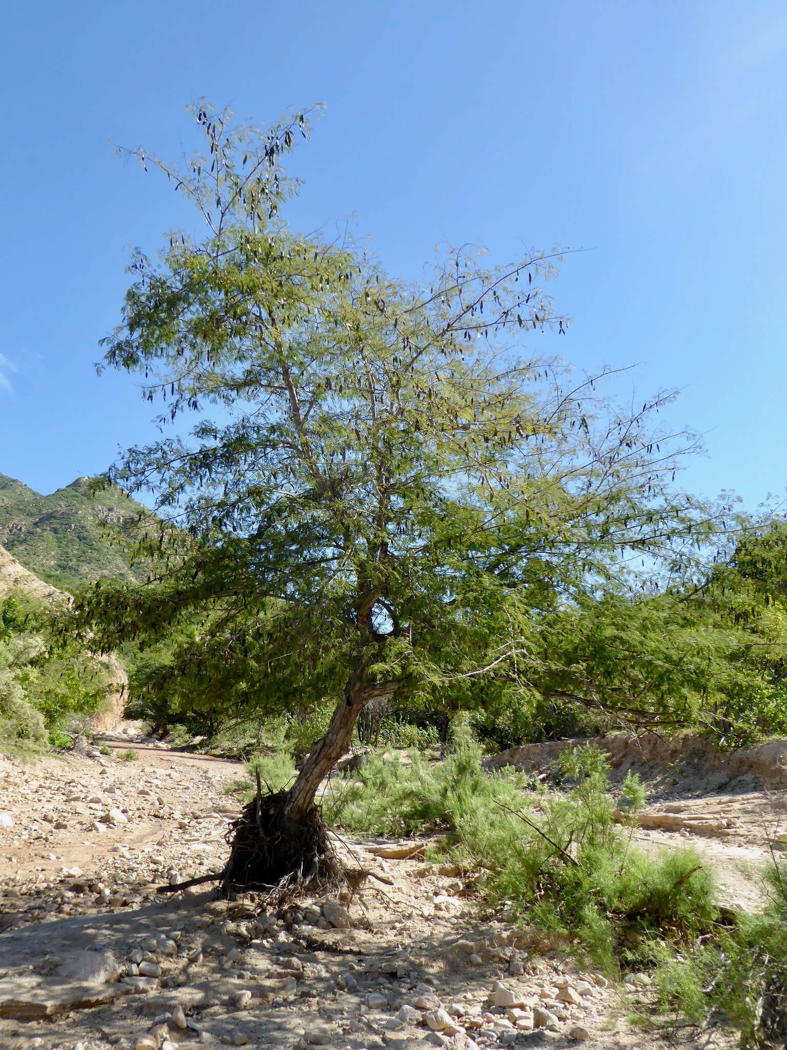 Lysiloma microphyllum